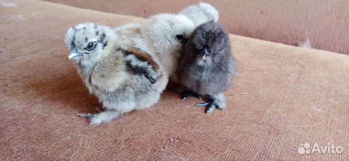 Цыплята Китайской Шелковой/ Петухи. Утак Индоутки