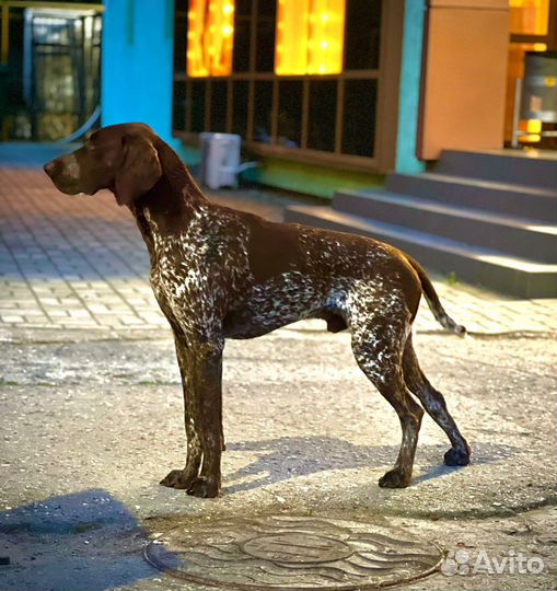 Курцхаар вязка