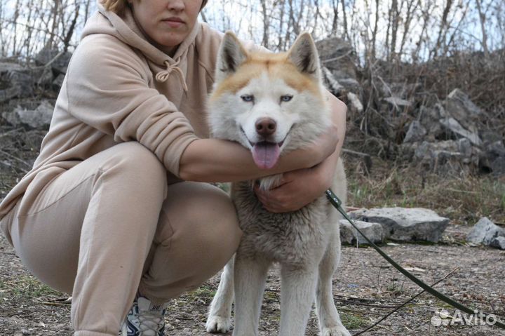 Сибирский хаски