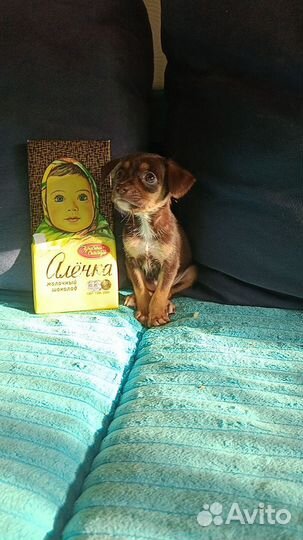 Сладенькая девочка