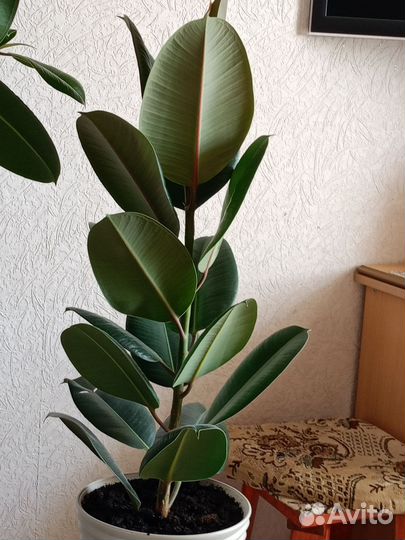 Фикус каучуконосный
