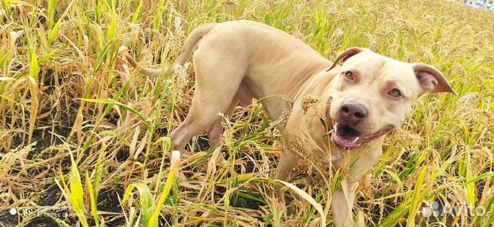 Родословный Американский питбуль на вязку