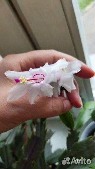 Декабрист (Шлюмбергера)