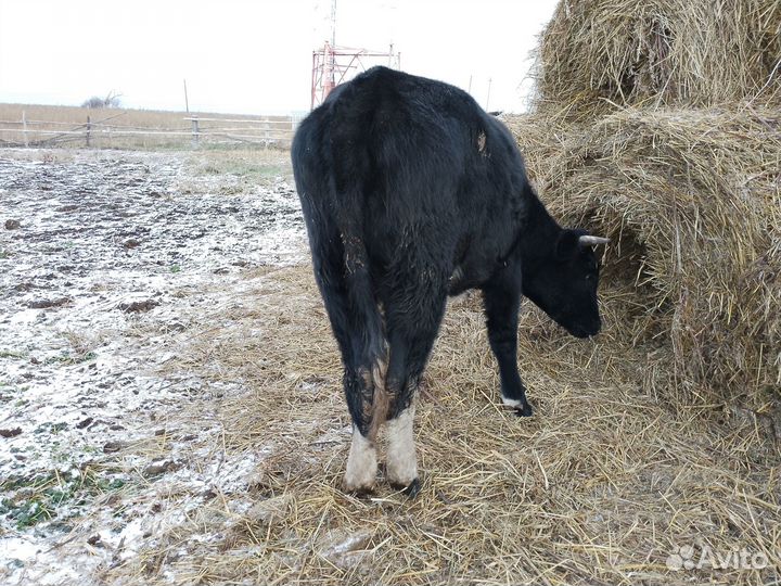 2 нетели,2 коровы