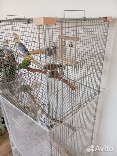 Пара попугаев с клеткой