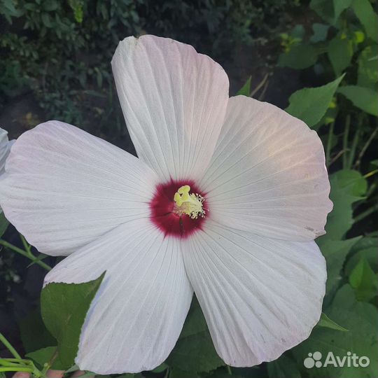 Гибискус травянистый