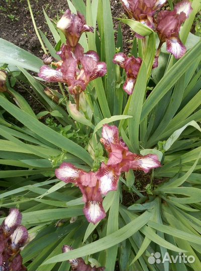 Цветы ирис бордюрный