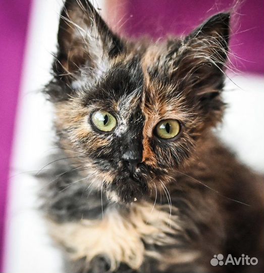 Котята, девочки, 2 мес