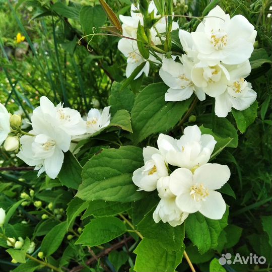 Каллизия душистая