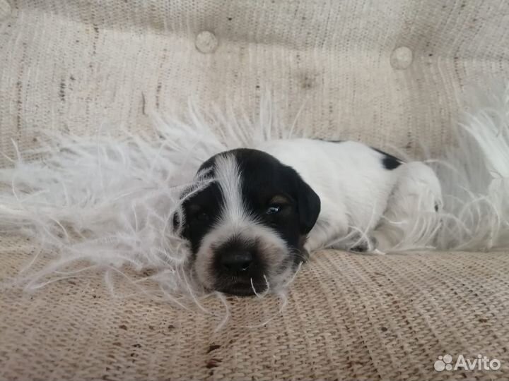 Щенки спаниель