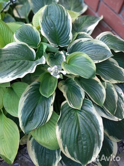 Хосты, папоротник, флоксы, лук Алиум, рудбекия