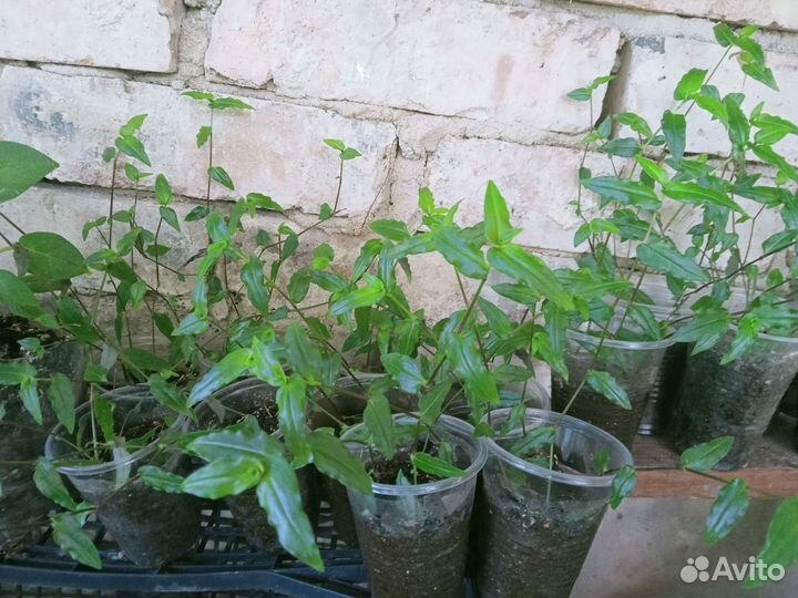 Традесканции, гибазис, коммелина, каллизия