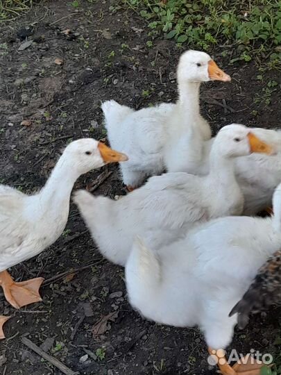 Гусята. Линда