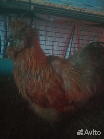 Китайские шёлковые цыплята и взрослые