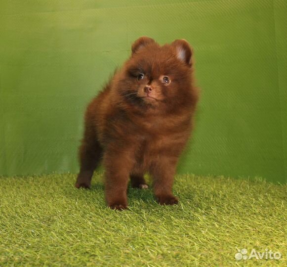 Щенки Померанского шпица из рук заводчика