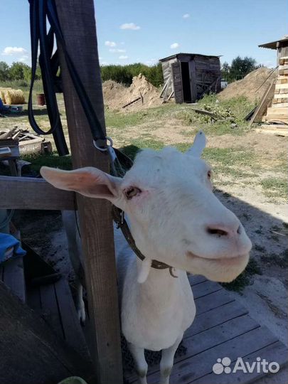 Козел на племя нубийский зааненский