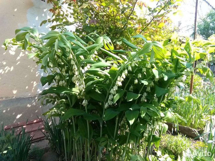 Купена многоцветковая,молочай кипарисовый