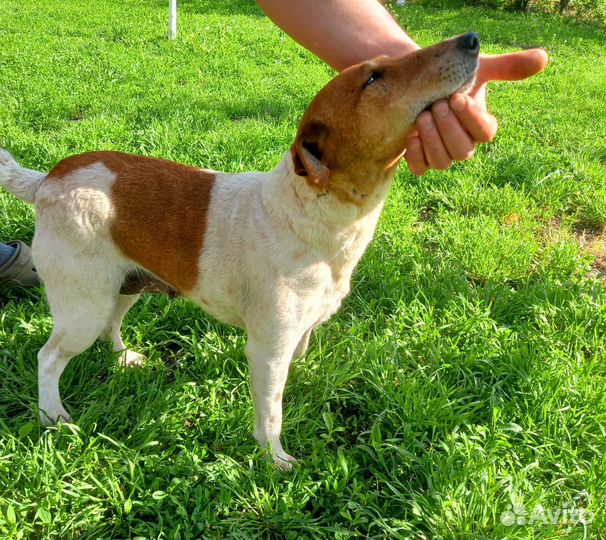 Фокстерьер