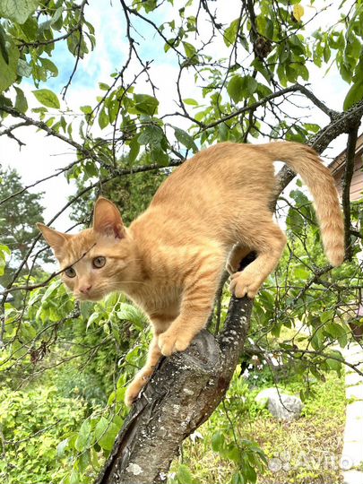 Котенок мальчик 4 месяца