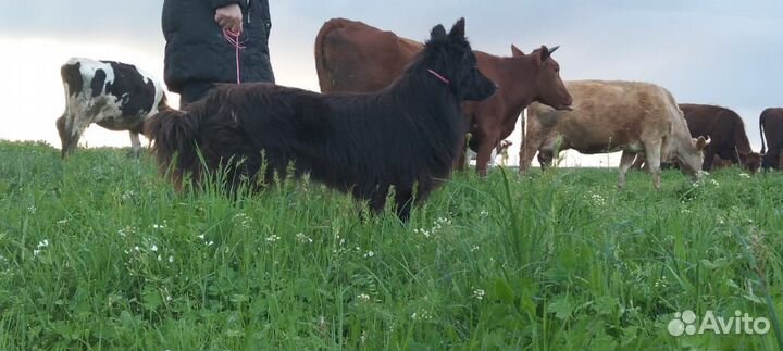 Венгерские пастушки