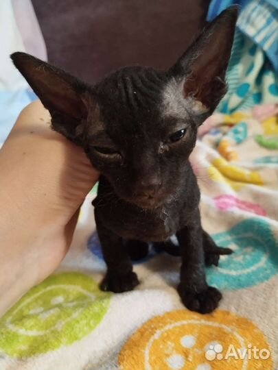 Сфинкс котята