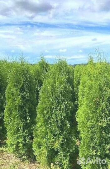 Туя колумна/Оптом