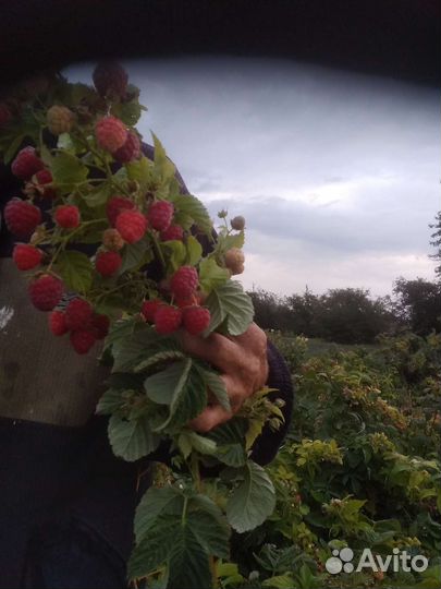 Ремонтантная малина