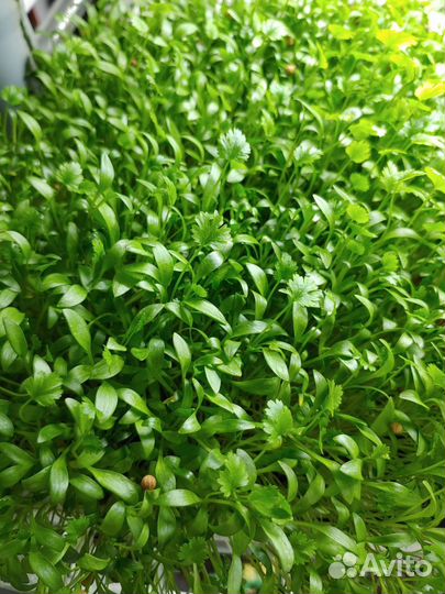 Франшиза производства микрозелени от собственника