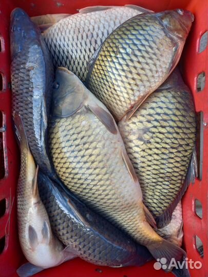 Свежая речная рыба в Самаре