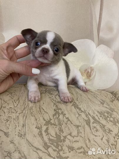 Чихуахуа мальчик