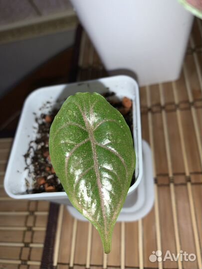 Алоказия азлани, одора варигатная