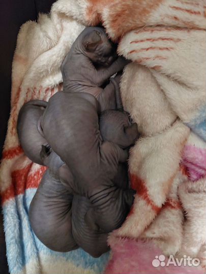 Канадский сфинкс