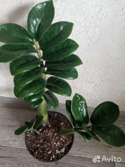 Замиокулькасы