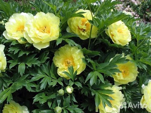 Корни пионов оптом Голландия