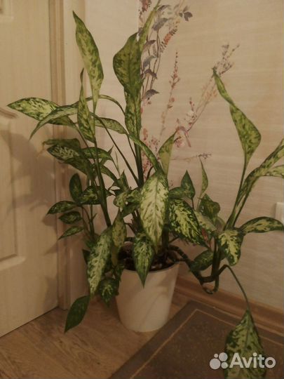 Диффенбахия