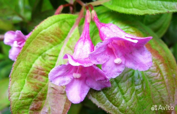 Вейгела цветущая Вингс оф Файер - Wings of Fire