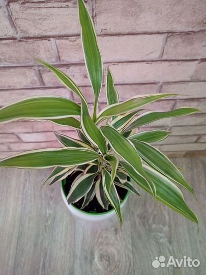 Драцена Sanderiana White