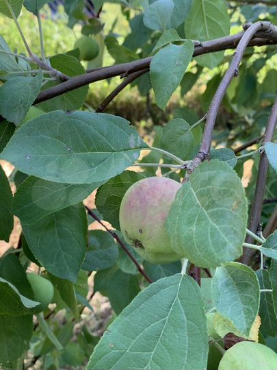 Дом 60 м² на участке 28 сот.