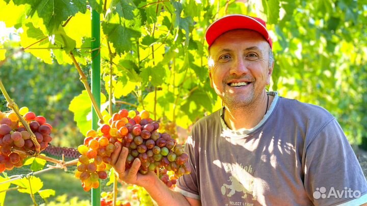 Продам саженцы винограда