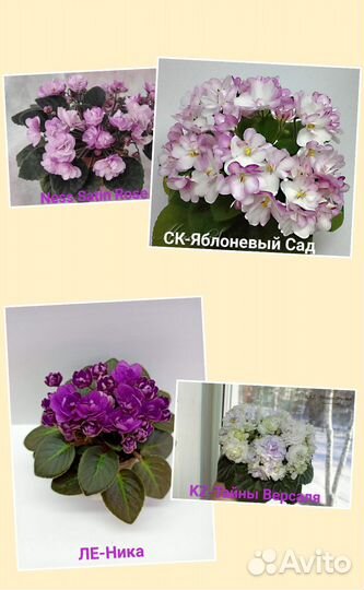 Сортовые фиалки
