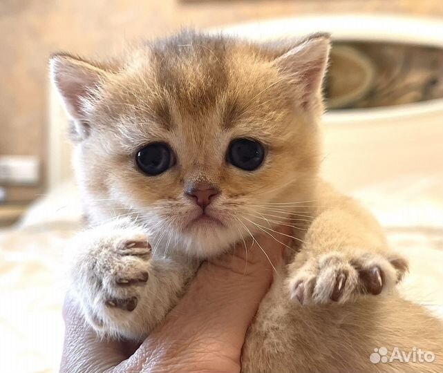 Золотая плюшевая шотландская кошечка 1 мес