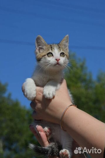 Котик в дар