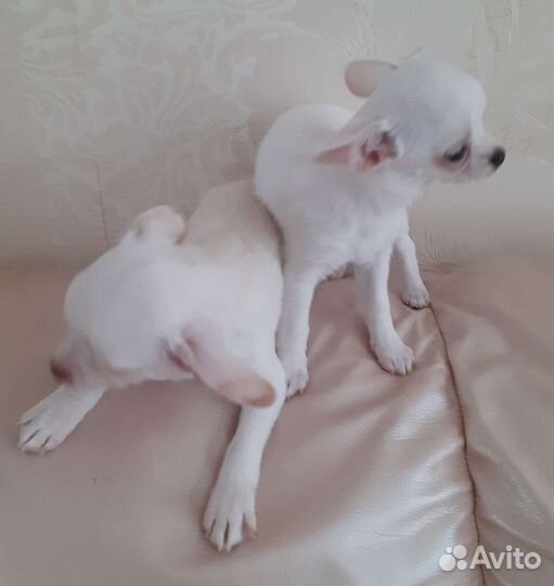 Щенки чихуахуа