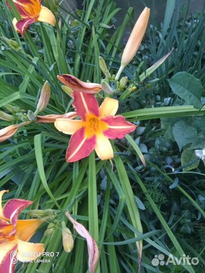 Лилейники сортовые