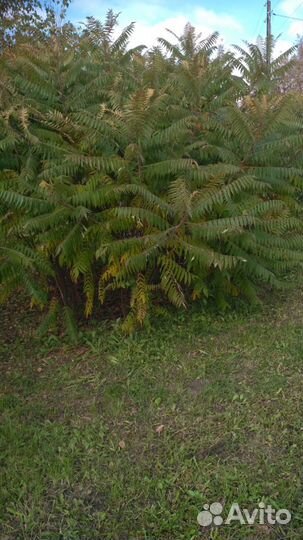Кустарник Сумах Оленерогий (rhus typhina)