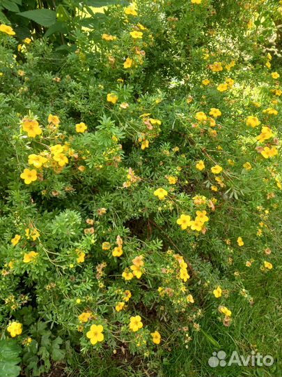 Лапчетка или курильский чай