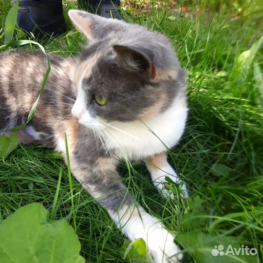 Милая кошечка Муся