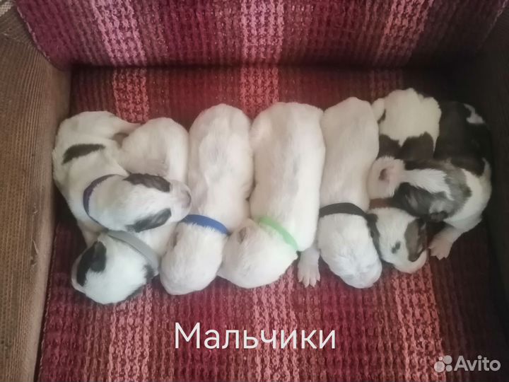 Щенки сао алабай