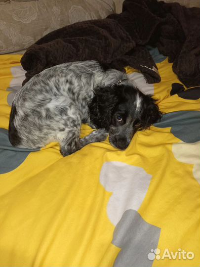 Русский спаниель