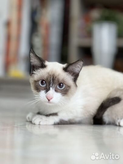 Котенок Гав